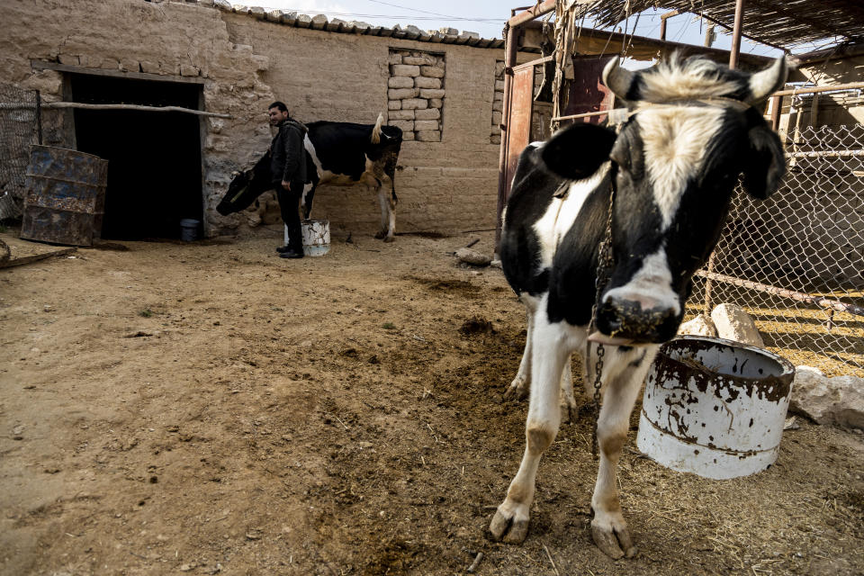 Milhem Daher, 35, checks his cows outside his house in the village of Kasrat Srour, in the southeastern countryside of the Raqqa province, Syria, Monday, Feb. 7, 2022. Raqqa, the former de facto capital of the self-proclaimed IS caliphate and home to about 300,000, is now free, but many of its residents try to leave. Those with capital are selling their property to save up for the journey to Turkey. Those without money struggle to get by. (AP Photo/Baderkhan Ahmad)