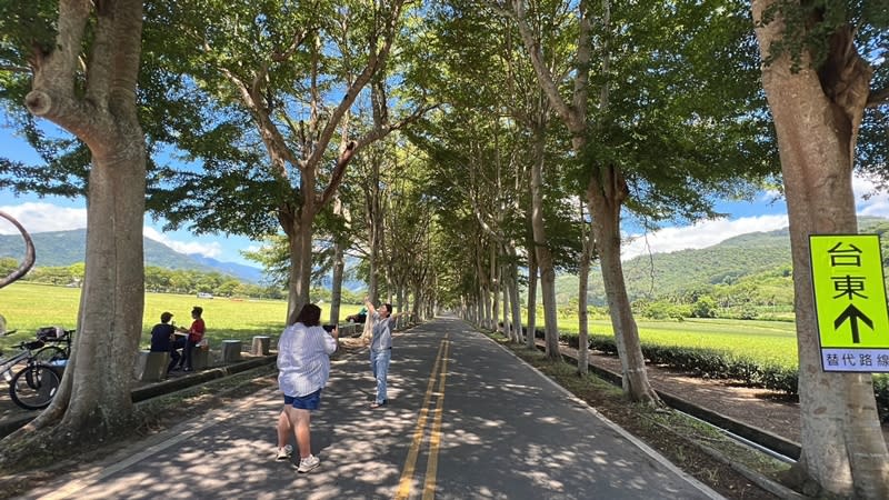 台東鹿野龍田綠色隧道種植整排小葉欖仁樹，搭配遠山及藍天白雲，景觀優美，不少遊客慕名到訪，在綠蔭下騎單車、打卡拍照。圖為龍田綠色隧道樹木未修剪前景觀。（中央社／民眾提供）
