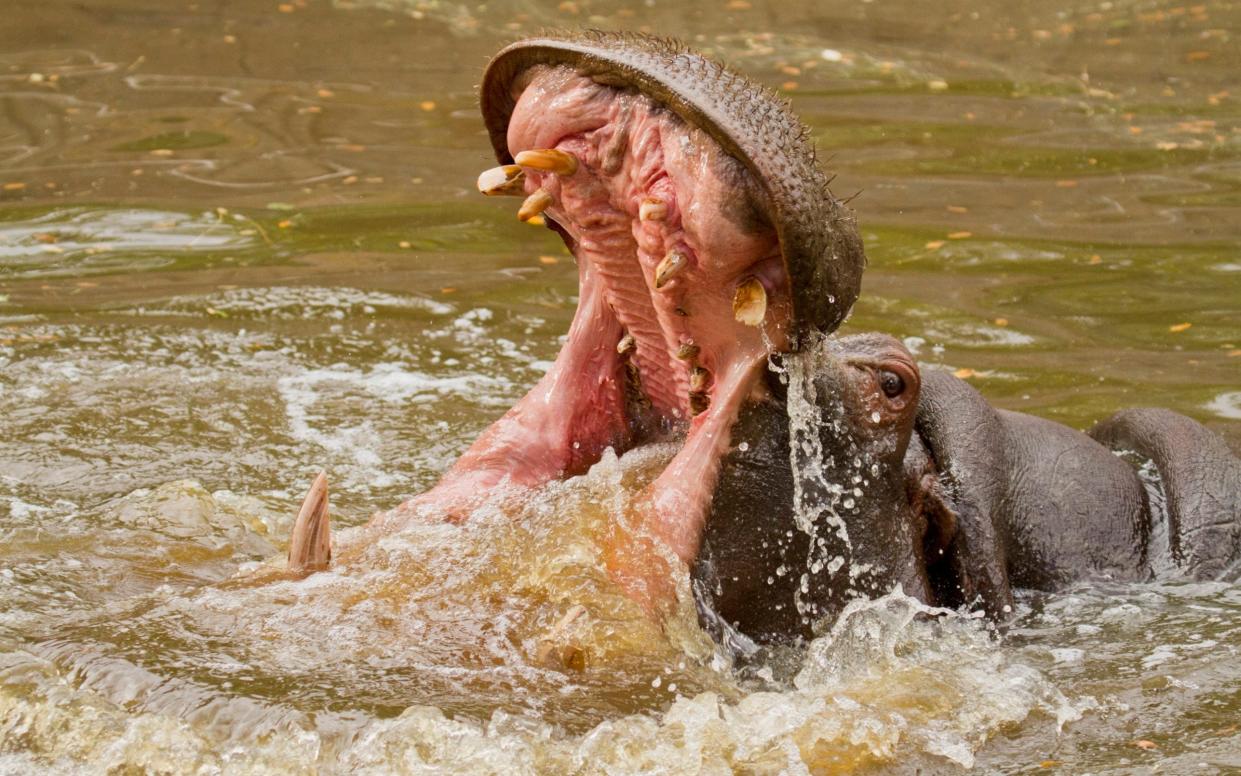 Hippo canines can measure up to 50cm