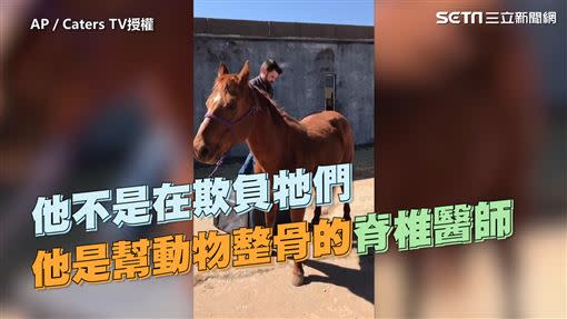 喬倫是一名替動物整骨的動物脊椎醫師。（圖／AP／Caters TV授權）