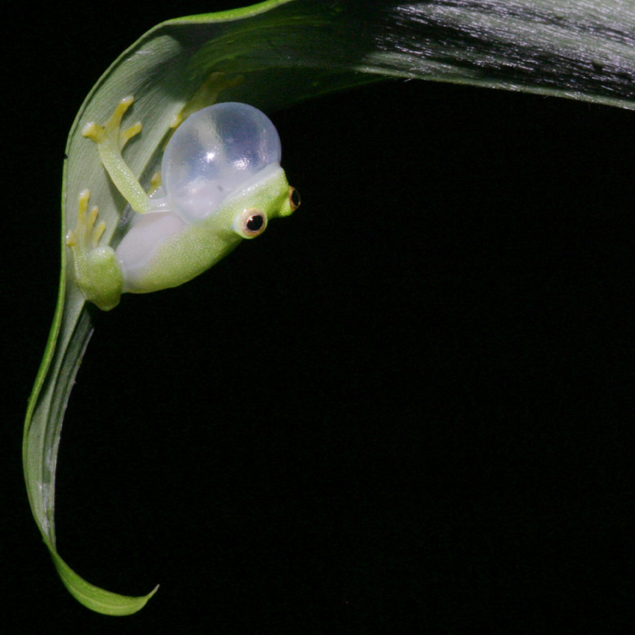 This photo provided by researchers in December 2022 shows a glass frog, strict leaf dwelling frogs, that sleep, forage, fight, mate, and provide (male) parental care on leaves over tropical streams. Some frogs found in South and Central America have the rare ability to turn on and off their nearly transparent appearance, researchers report Thursday, Dec. 22, 2022, in the journal Science. (Jesse Delia/AMNH via AP)
