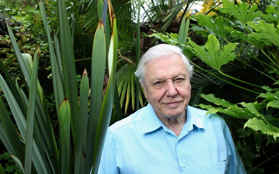 Brooklyn photographed Sir David Attenborough for WWF - Eamonn McCabe/HULTON ARCHIVE