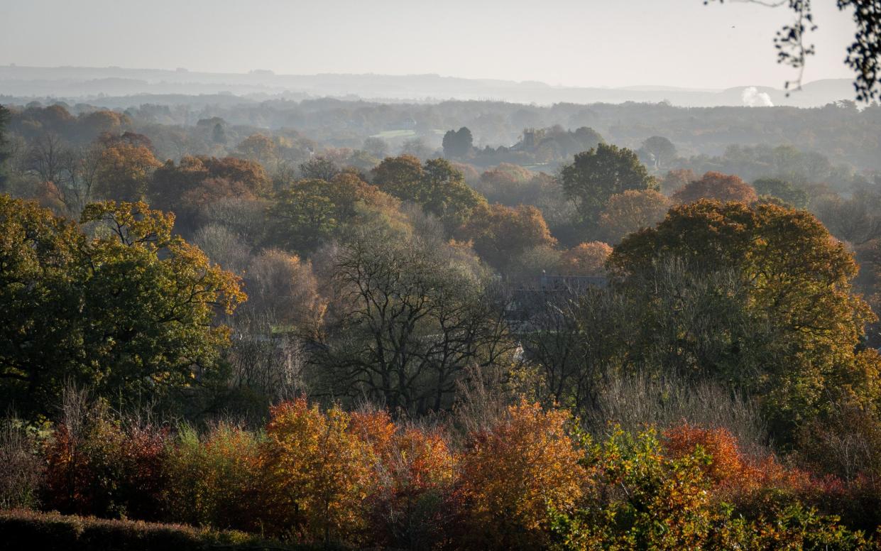 Microbes within tree bark remove methane as well as carbon dioxide