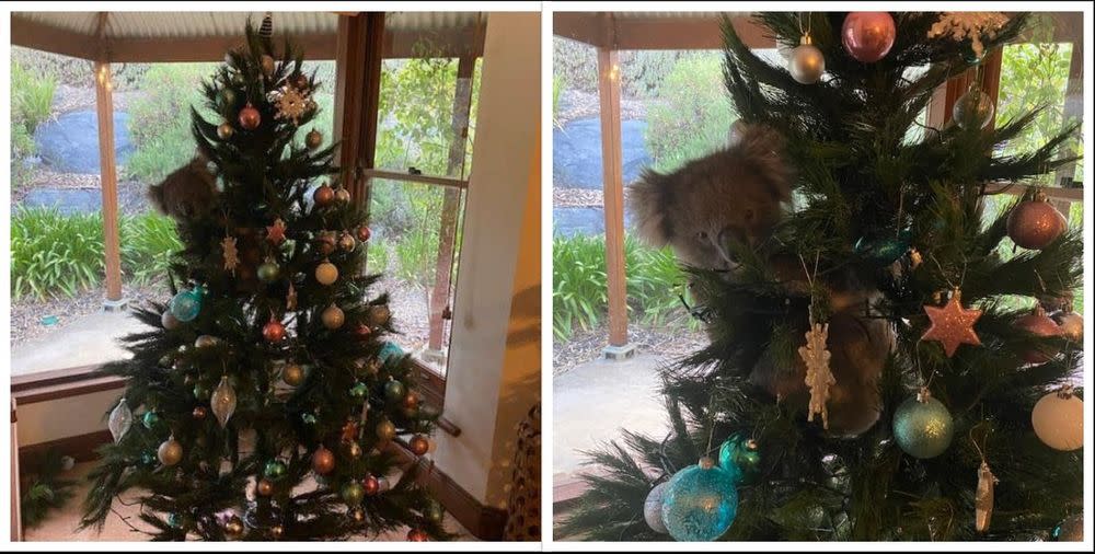 Daphne the koala had herself a merry little Christmas on the McCormicks’ fake tree after wandering into their house while they were out. — Pictures by Amanda McCormick