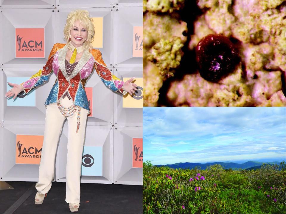 A side-by-side image of Dolly Parton in a colorful, shimmery jacket and white pants and the Japewiella dollypartoniana lichen and its habitat, high-elevation "heath balds" in the southern Appalachians.