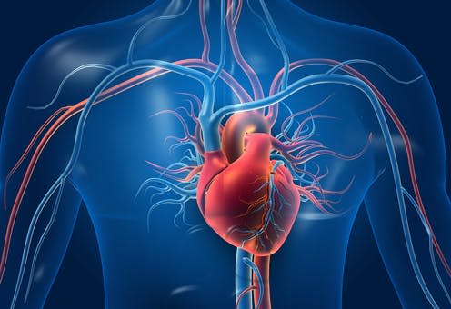 <span class="caption">Half of people with heart failure have a type called preserved ejection fraction.</span> <span class="attribution"><a class="link " href="https://www.shutterstock.com/image-illustration/human-heart-blood-vessels-3d-illustration-1576424071" rel="nofollow noopener" target="_blank" data-ylk="slk:Explode/ Shutterstock;elm:context_link;itc:0;sec:content-canvas">Explode/ Shutterstock</a></span>