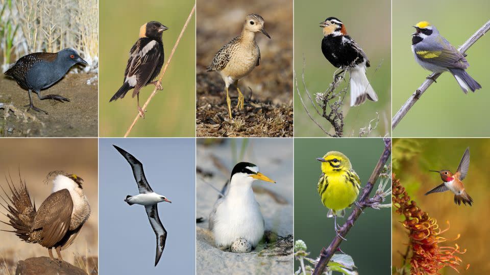 Ten of 70 bird species that lost more than half their populations since 1970 and are predicted to lose 50% more within the next five decades.  - American Bird Conservancy