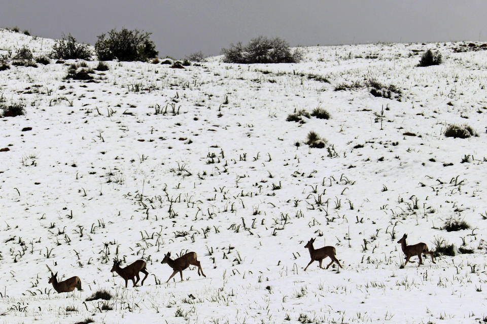 In this photo provided by Adriana Wiersma, deer roam the foothills of Ken Caryl Valley near Littleton, Colo., after a late spring storm blanketed the area with snow, seen Tuesday morning, May 21, 2019. Much of the West is experiencing weird weather. Colorado and Wyoming got an unusually late dump of snow this week. (Adriana Wiersma via AP)