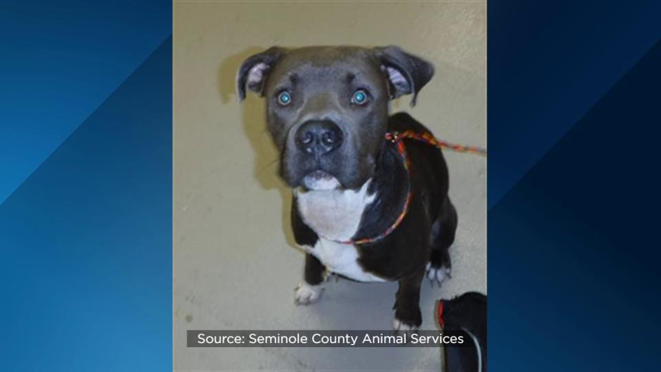 Seminole County Animal Services announced Friday that the shelter is over capacity and offering $5 dog adoptions to help make room.