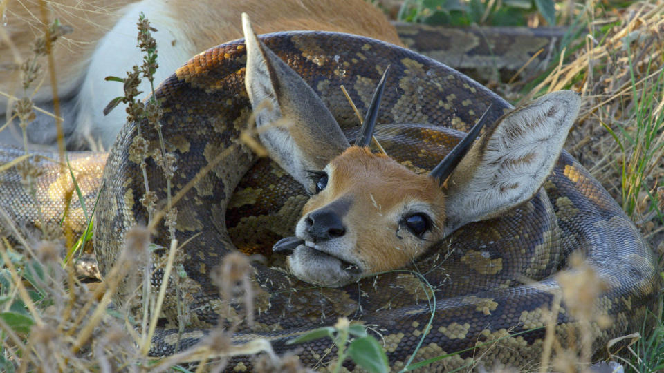 Fressen und gefressen werden: Python verschlingt Steinbock