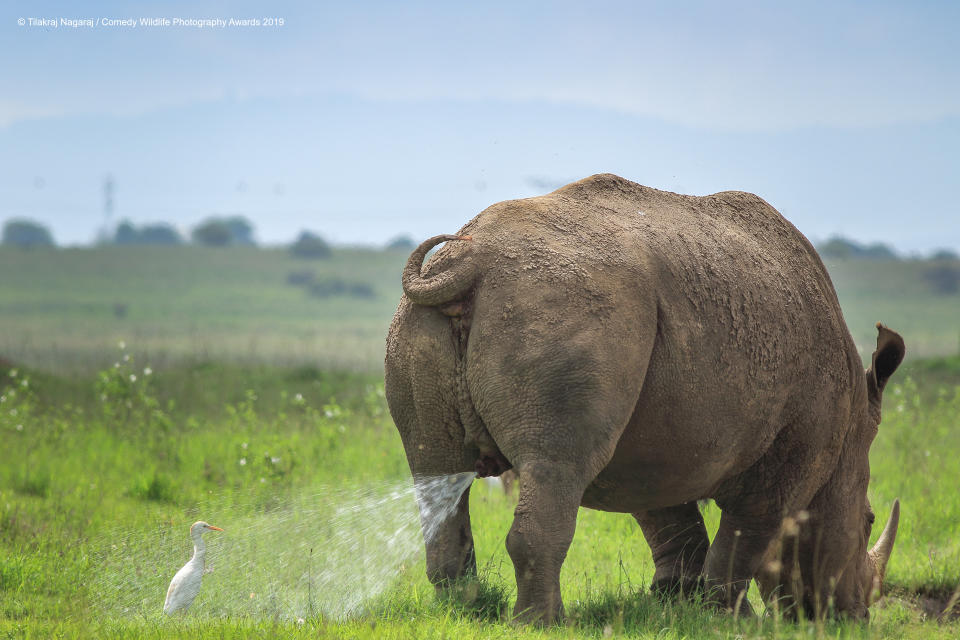 Un airone ha corso il rischio e si è appostato dietro un rinoceronte in Kenya. ©Tilakra Nagaraj / Comedy Wildlife Photography Awards 2019