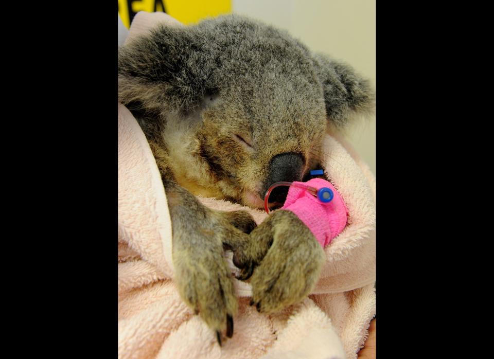 'Sprinkles' the Koala following her life saving radiation treatment at the Brisbane Veterinary Specialist Centre in Brisbane, Australia, August 9, 2011.  Suffering from an extremely rare case of excessive drooling, sprinkles developed a skin infection due to the excessive moisture flowing from her mouth.