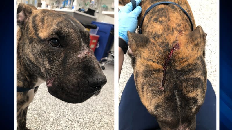 The stray pit bull mix was found with several lacerations on her face.