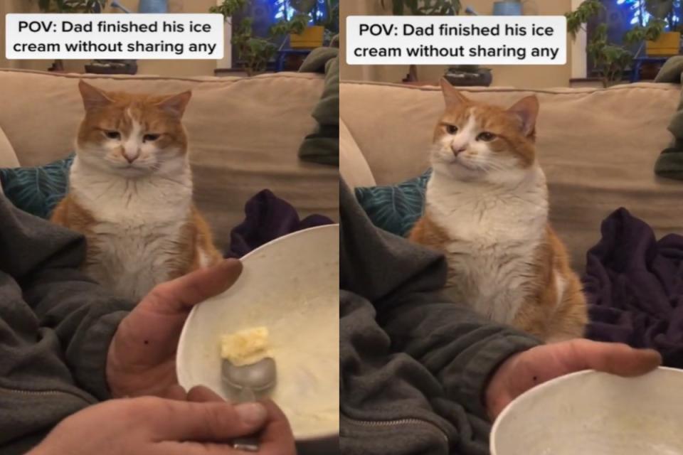 ▲國外一隻橘白貓盯著奴才吃冰淇淋卻沒分到任何一口，滿臉哀怨！（圖／TikTok帳號lizsutton_）