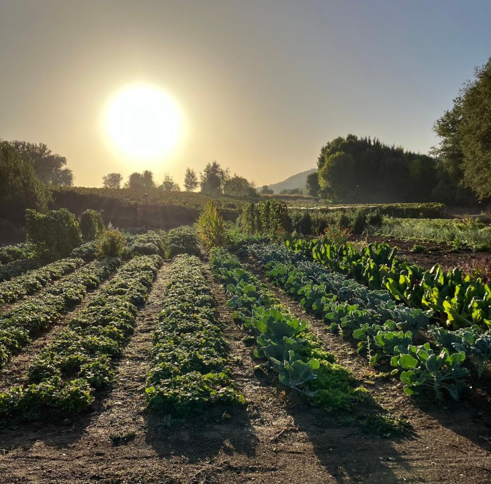 The hotel’s organic kitchen garden (Castilla Termal Monasterio de Valbuena)