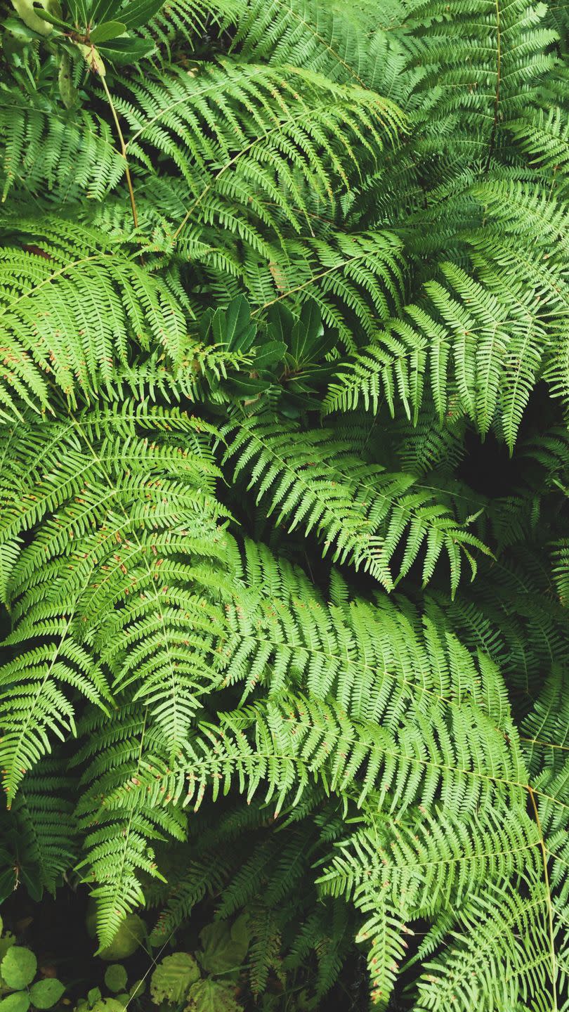 high angle view of fern leaves in forest