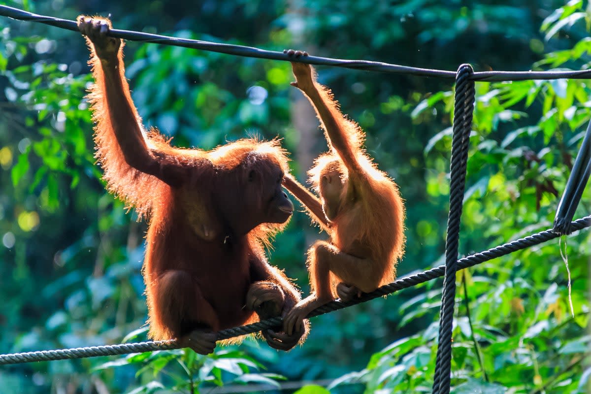 Hang around with mummy and baby orangutans when you visit Borneo (Getty Images/iStockphoto)