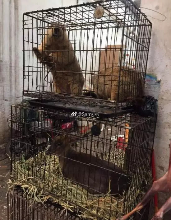 The writer shared that tendons of live deer are severed while they are still inside the cage so as to prevent them from darting out and escaping.