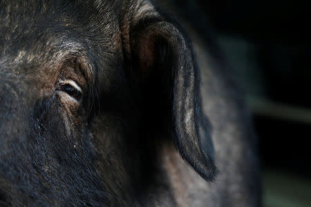 A fattened pig which weighs 844 KG (1,861 lb), the winner of the "holy pig" contest, is seen in a pen before a sacrificial ceremony at Sanxia district, in New Taipei City, Taiwan February 1, 2017. REUTERS/Tyrone Siu