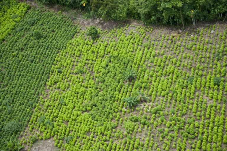 Colombian department of Narino has the greatest number of illegal coca plantations