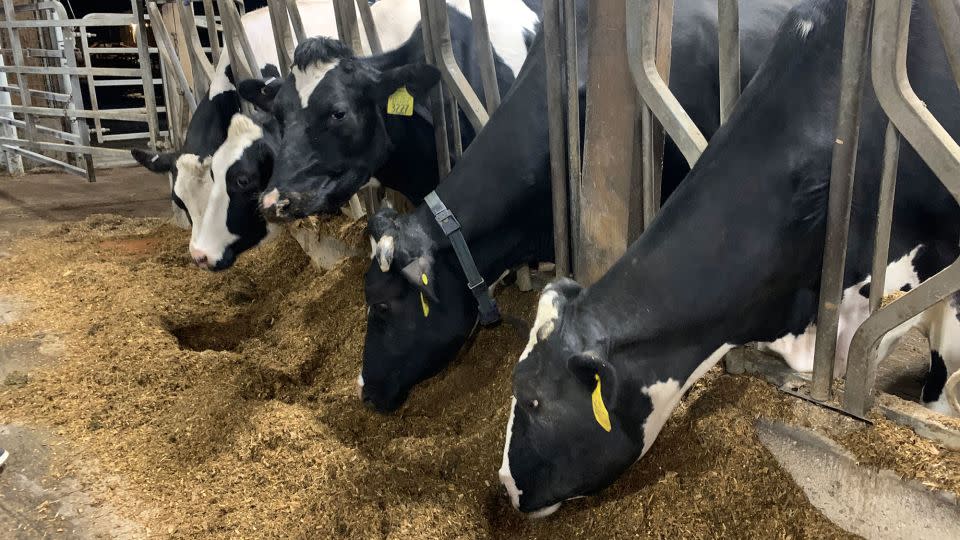 Penn State's on-campus dairy barn has a herd of about 200 cows. - Amanda Hobor/CNN