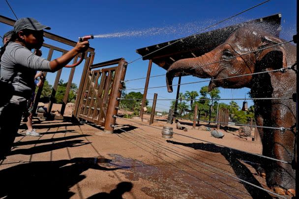 PHOTO: Elephant keeper Leslie Lindholm cools off Indu, an Asian elephant at the Phoenix Zoo, June 27, 2023, in Phoenix. (Matt York/AP)