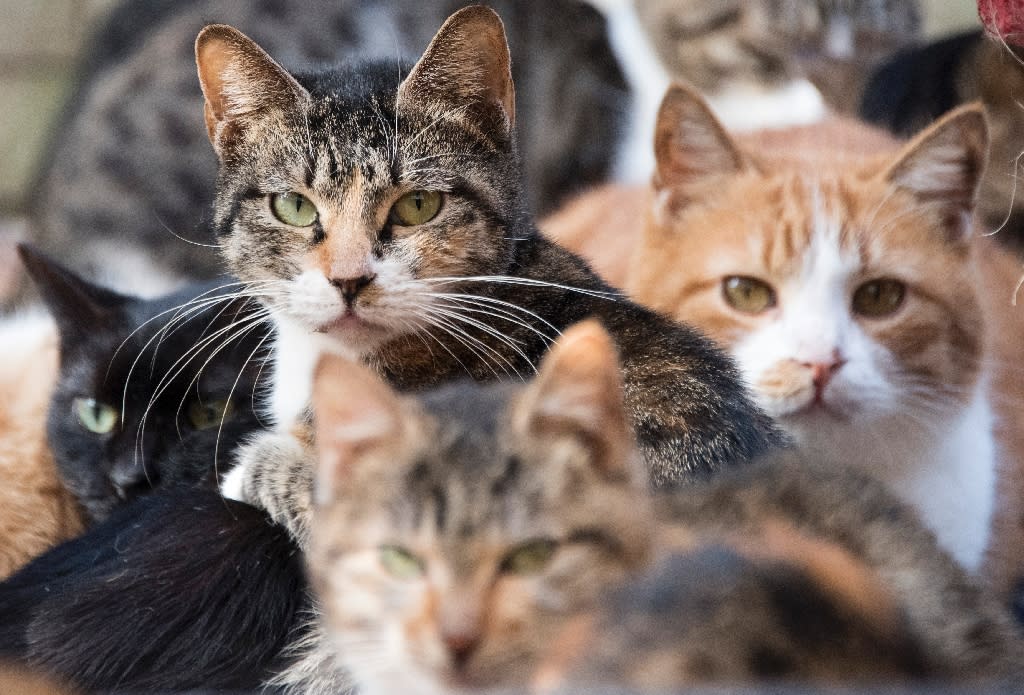 Long before the internet, cats charmed Stone Age humans