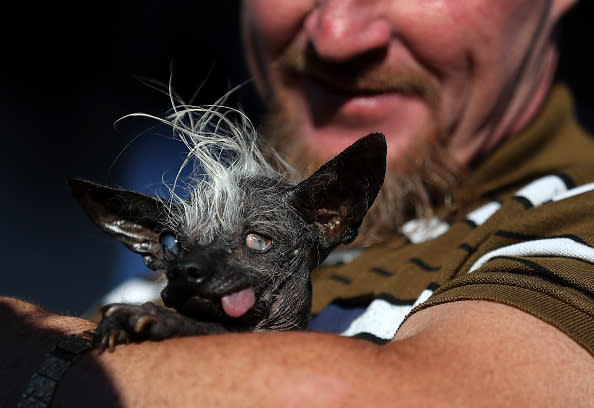 Canines Compete In World's Ugliest Dog Contest