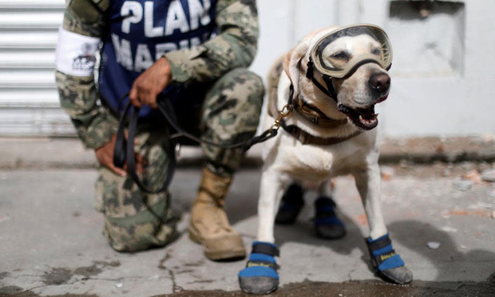 Frida the rescue dog pictured on 10 September.