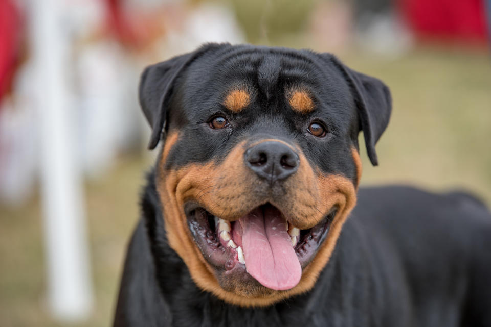 Photo shows a file image of a Rottweiler.