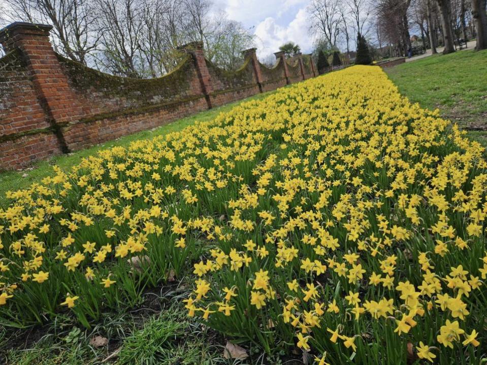 Gazette: Un muro de narcisos en Castle Park