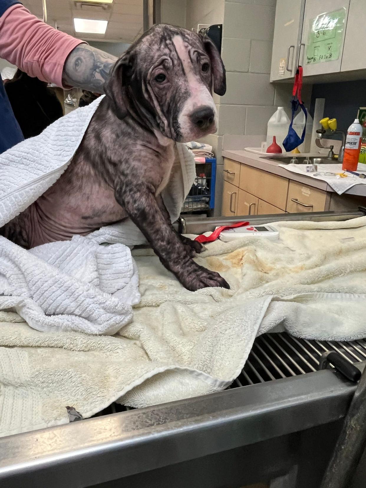 One of the almost 60 dogs rescued from a Jacksonville property gets some attention at city-run Animal Care and Protective Services.