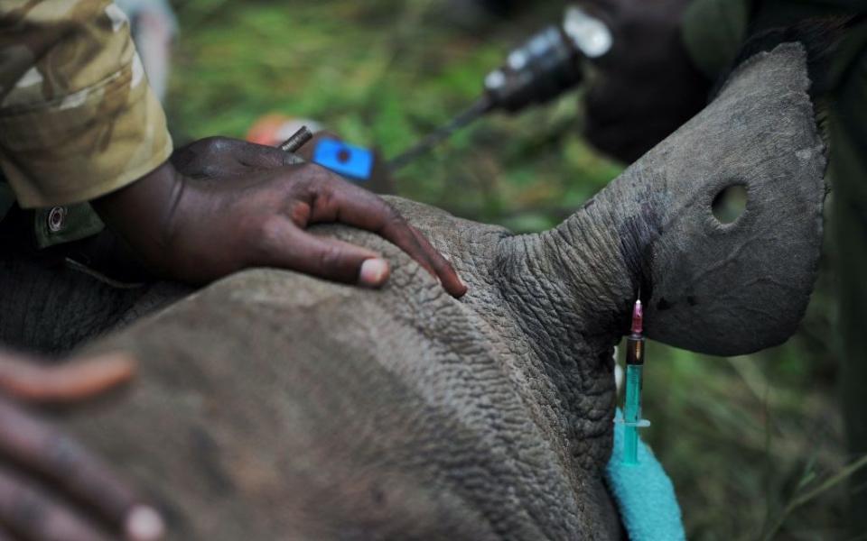 Kenya Wildlife Services relocating a rhino to Tsavo National Park - Getty