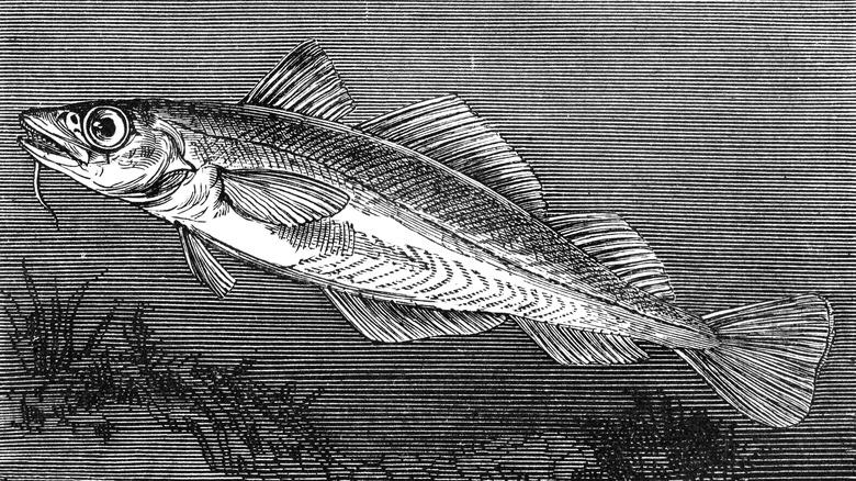 An 1876 engraving of a cod