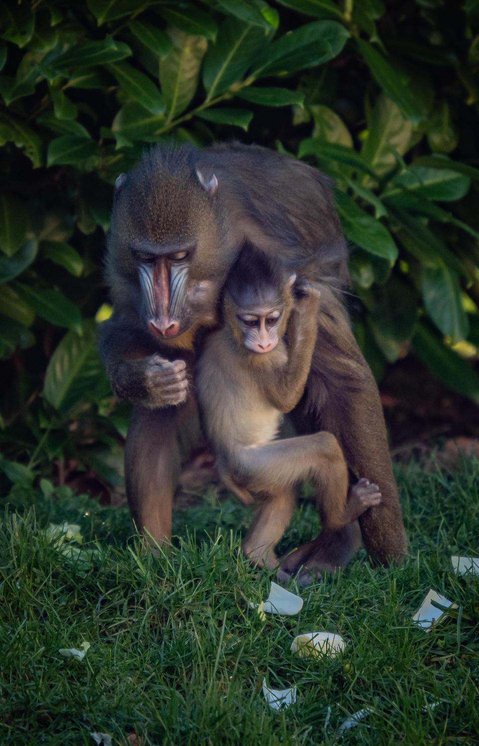 A baby mandrill at Chester Zoo