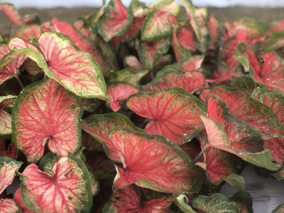 Bold ‘N Beautiful Caladium grows in sun or shade, and its leaves curl.