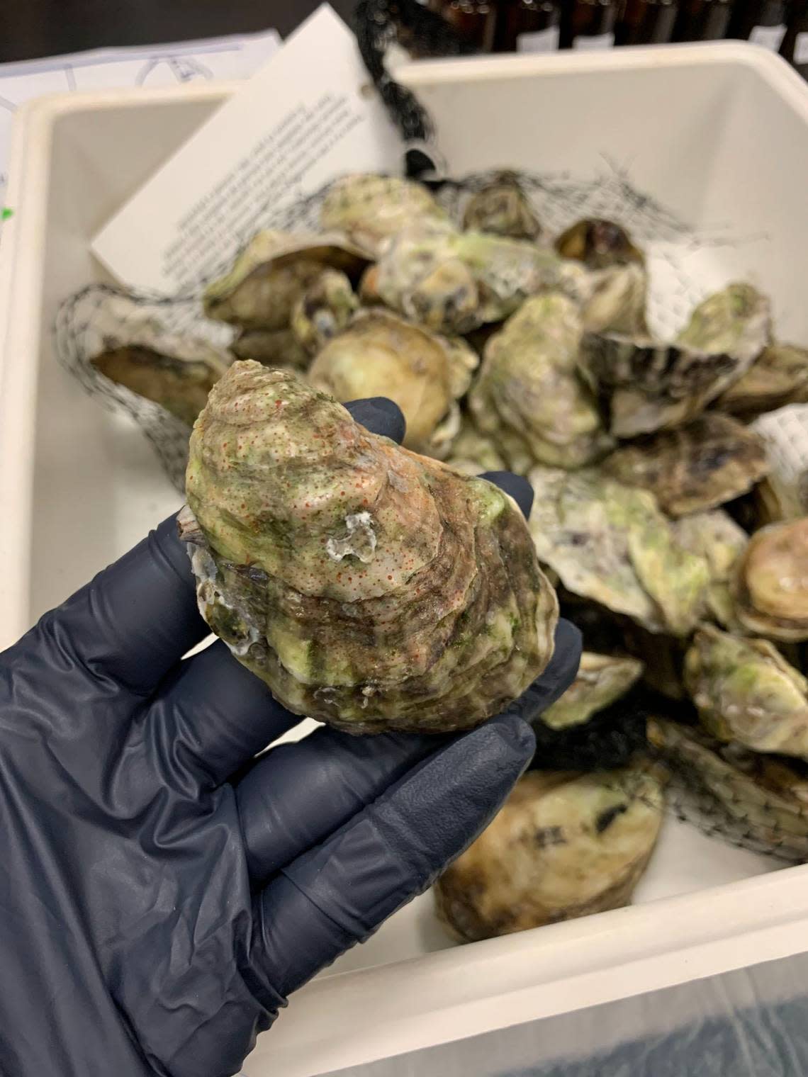 Researchers at FIU tested Florida oysters for levels of toxic PFAS chemicals. The ones from Biscayne Bay were, by far, the most contaminated.