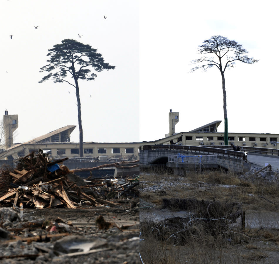 JAPAN : Tsunami 'miracle pine' cut down, preserved