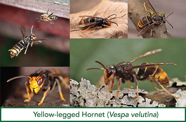 FILE - Various views of Vespa velutina, the yellow-legged hornet. Three yellow-legged hornet nests have been found and eradicated in the Savannah area.