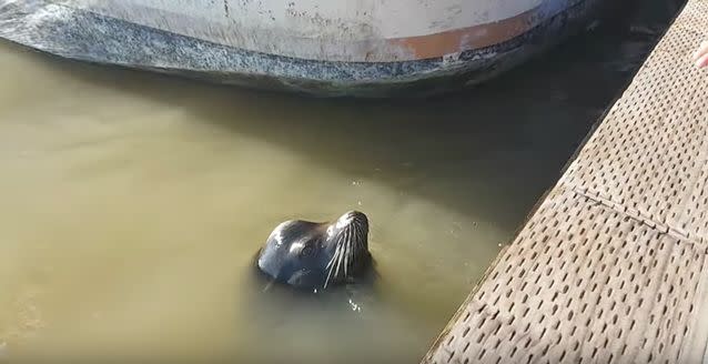 The sea lion was likely looking for something to eat. Source: YouTube/Michael Fujiwara