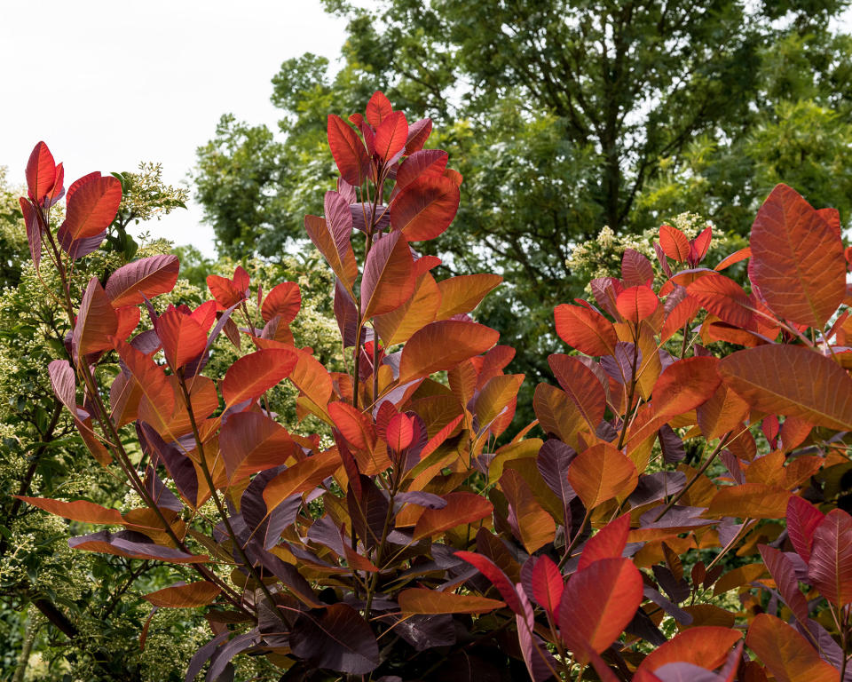 3. 'Grace' smoke tree (Cotinus 'Grace')