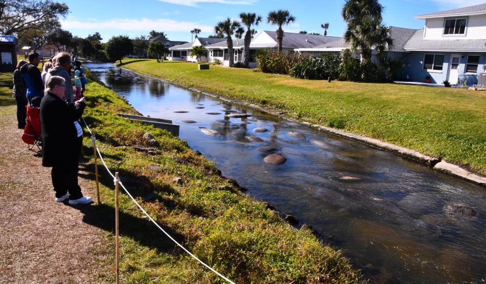 When the temperatures drop in Brevard manatees swarm to the shallow canal at DeSoto Park in Satellite Beach. FWC estimated that more than 157 manatees were in the canal Monday morning, 