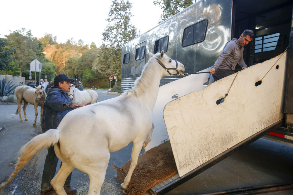 Horses are evacuated near the Getty Fire area in Brentwood, Calif., Monday, Oct. 28, 2019. Fire conditions statewide have made California a "tinderbox," said Jonathan Cox, a spokesman for the California Department of Forestry and Fire Protection. (AP Photo/Ringo H.W. Chiu)