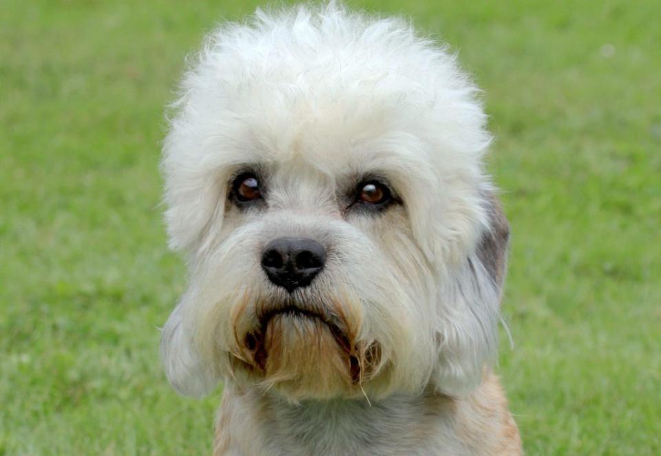 Typical fluffy Dandie Dinmont Terrier sitting in the spring garden.