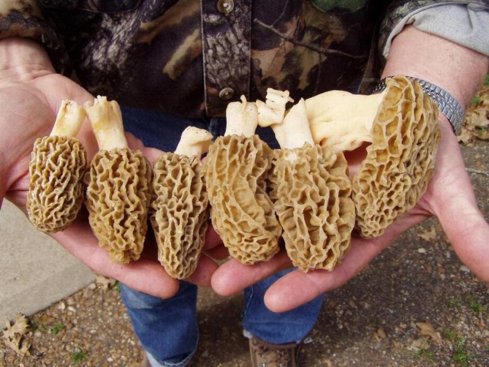Morels, distinguished by their honeycomb caps, are tasty in sauces.