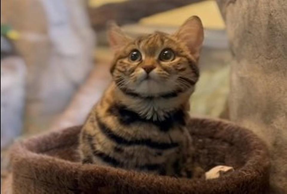 Gaia, an 8-month-old black-footed cat now at Utah’s Hogle Zoo, is one of the world’s deadliest hunters, experts say.