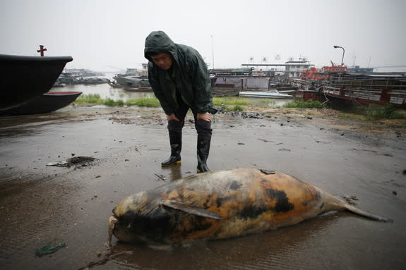 A Yangtze finless porpoise found in Dongting lake, China on April 15 2012.