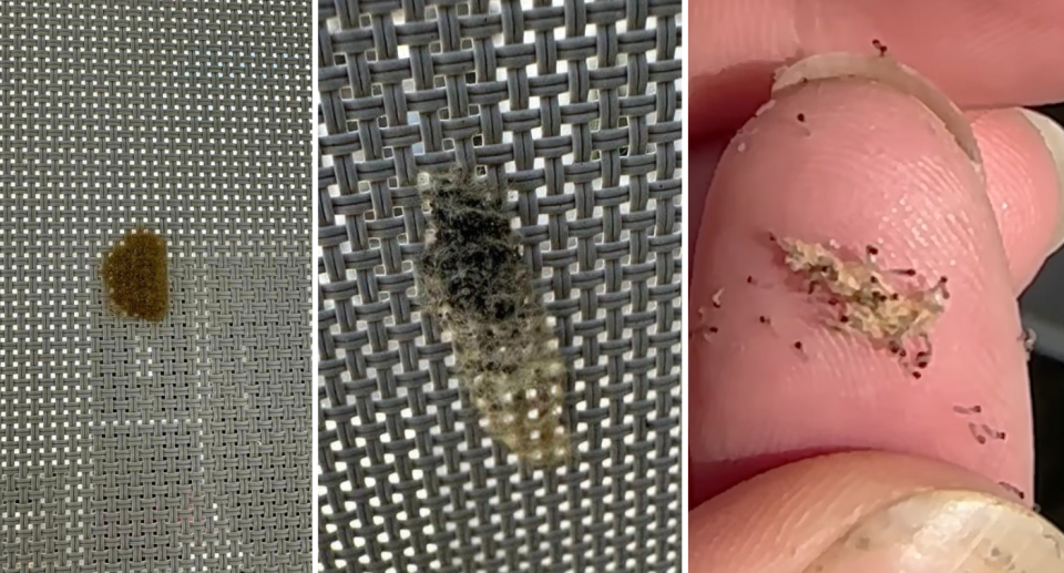 The nests (left and middle) and armyworms on a finger (right).