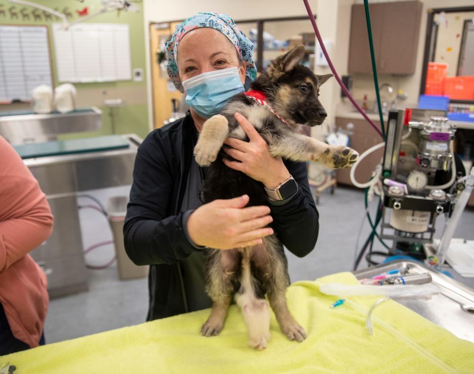 Dawn Miyake, RVT, holds Raga, Fishers, Friday, Dec. 3, 2021, before a surgery to remove his extra two legs&#x002014;visible here&#x002014;at VCA Advanced Veterinary Care Center. 