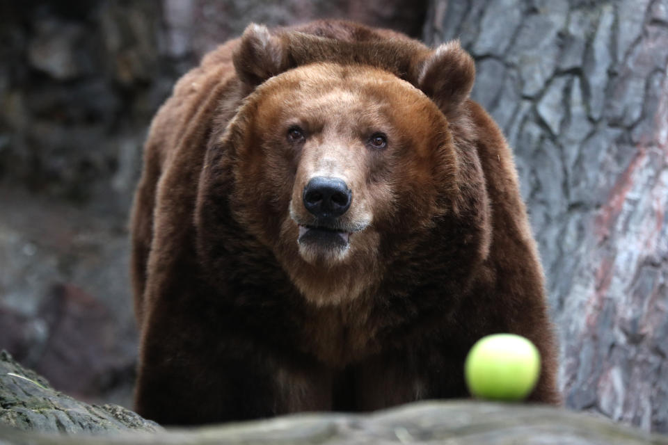 MOSCOW, RUSSIA - MARCH 6, 2020: 28-year-old Kamchatka brown bear sow named Roza at the Island of Animals exposition at a new space of the Moscow Zoo. The weather has brought Moscow Zoo bears out of hibernation earlier than usual. Mikhail Tereshchenko/TASS (Photo by Mikhail Tereshchenko\TASS via Getty Images)